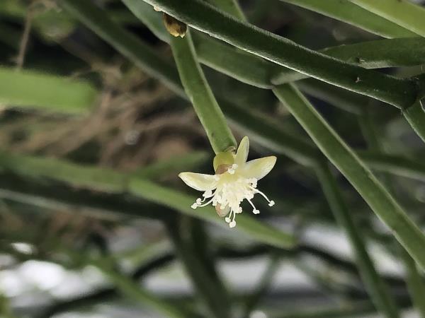 http://www.cloudjungle.com/cloudjungle/cactaceae/rhipsalis/rhipsalis baccifera (quellebambensis) flower.jpeg